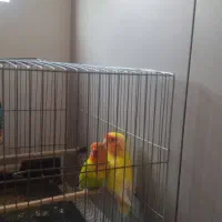 ی جفت کوتوله برزیلی