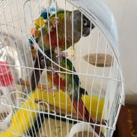 گرینچیک