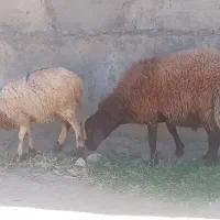 بره نر و ماده چاق