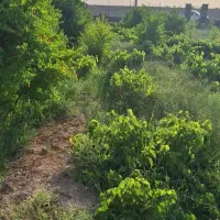 باغ فروشی حاشیه جاده ی اسفالت شاهزیله