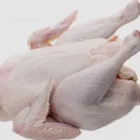 مرغ اورگانیک