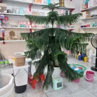 گل مطبق