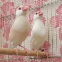 فنچ نرگسی تعداد همه نژاد ورنگ