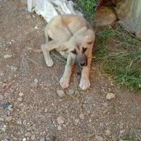 توله سگ پژدر