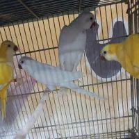 طوطی راهب پر پوش زده به قیمت