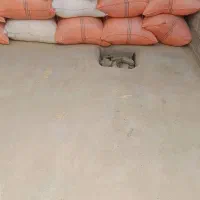 کاه درجه یک و تمیز کیلوی 21