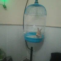 قفس با خرگوش