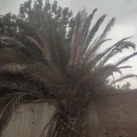 درخت نخل با قدمت و زنده