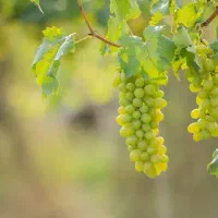 زمین با آب چاه، انگور، گردو