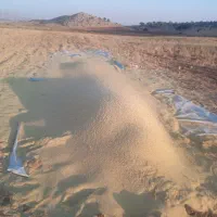 کاه عدس