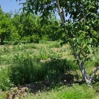 300مترباغ-باغچه-سهیلیه-سنقرآبادمحمدآباددهکده-ورزشی