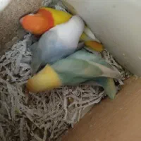 اسباب بازی جوجه کوتوله پاربلو