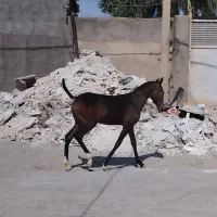 کره اسب قاره کهر