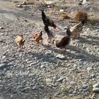 خروس محلی