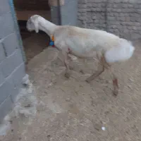 بره قوچی چینی رنگ خالص زرد