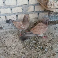 جفت جوجه طلائی شادگان