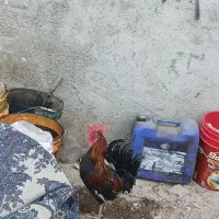 کوت عبدلله