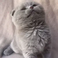 اسکاتیش لیلاک