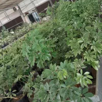 فروش‌ شفلراسبز ابلق‌ مستقیم‌ از گلخانه‌سالی‌رز