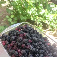 شاه توت خانگی