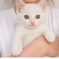 گربه نژاد بریتیش دی اس اچ