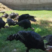 بوقلمون برنز سینه پهن