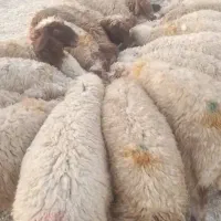 بره