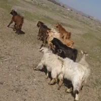 چپش گیسه بز|حیوانات مزرعه|جیرفت, |دیوار