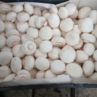 نمایندگی و پخش قارچ با نازلترین قیمت