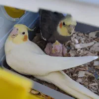 عروس هلندی جفت مولد  همراه با یک جوجه