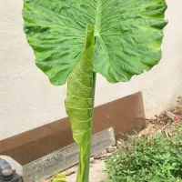 گل بابا ادم