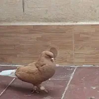 کفتر زرد دم سفید نر