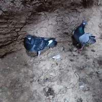 کفتر مسابقه ای