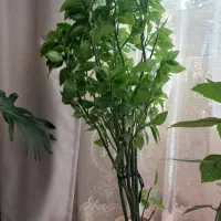 گل طبیعی .