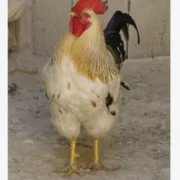 خروس
