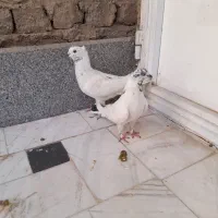 کفترگرفتنی سالم