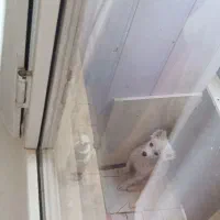سگ  چهار ماهه