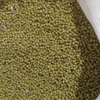 ماش|خوردنی و آشامیدنی|خرمآباد, |دیوار