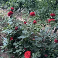 ۱۱۰۰ متر باغ/ رشتقون/شینقر /جاده الموت