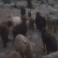 فروشی