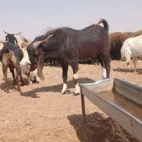 بز پروار