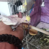 انواع جوجه خونگی