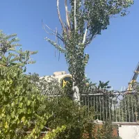 درخت میبرم (خرید درخت)