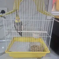 قفس پرنده