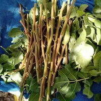 ترکه پیوند پسته سفید