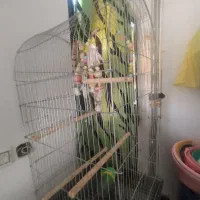 قفس عروس هلندی بزرگ