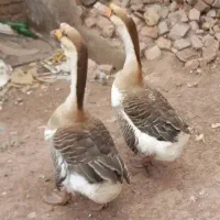 قو غاز نر و ماده