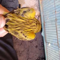قناری سبز قواره دار