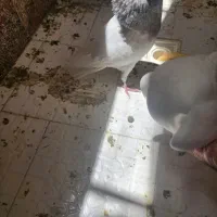 کله الماسی نر مهر مهر