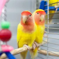 کوتوله.طوطی. صورت هلویی.جفت.مولد